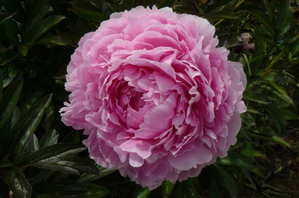 Pfingstrose Pillow Talk, Paeonia lactiflora
